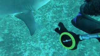 Shark Sneaks Up And Scares The  Out Of Diver [upl. by Fridlund]