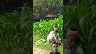 King cobra snake prank viralshort ytcomady ytindia [upl. by Cornish]