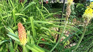 How to Grow and Plant Red Hot Poker A Complete Guide to Kniphofia [upl. by Essy]