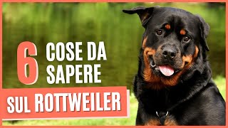 ROTTWEILER curiosità  6 Cose da sapere prima di prendere un ROTTWEILER  Pro e contro [upl. by Annatsirhc]