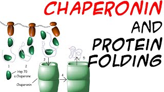 Chaperones and protein folding [upl. by Merrie]