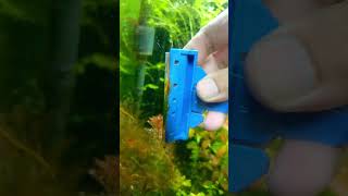 Remove Algae Planted Tank removealgae plantedtank shortvideo shortsfeed [upl. by Kruter]