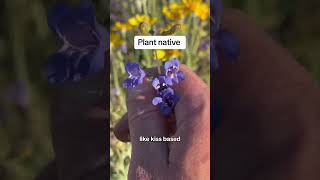 Rare Native Wildflower Blooms  How Flower Superblooms Heal The Forest After Fire [upl. by Sivehc]