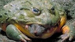 Bullfrog Eats Mouse  Slow Motion [upl. by Leuqar]