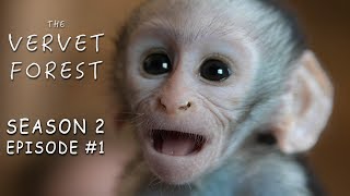 Two Orphan Baby Monkeys Arrive At Our Animal Sanctuary  Vervet Forest  Season 2  Episode 1 [upl. by Hiamerej]