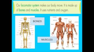 LOCOMOTOR SYSTEM [upl. by Frey]