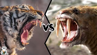 Siberian Tiger vs Smilodon  Which Would Have Been Stronger [upl. by Renie]