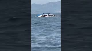 Overloaded boat capsizes in the Democratic Republic of Congo😭 [upl. by Fisken]