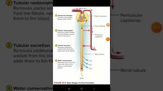 Formation of urinenephronnephron functionRenal physiology [upl. by Dowlen]