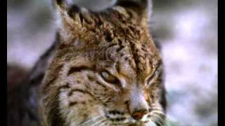 LINCE LINX [upl. by Virg204]