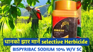 धानको झार मार्ने selective Herbicide BISPYRIBAC SODIUM 10 WV SC [upl. by Ecinej283]