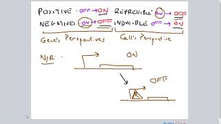 PositiveNegative RepressibleInducible Gene Regulation [upl. by Ardel438]