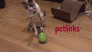 Petlinks Wild Thing Electronic Motion Ball from Worldwise [upl. by Hewet]