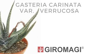 Gasteria carinata var verrucosa [upl. by Nortyad37]