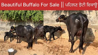 murrah buffalo for sale latest video [upl. by Ahseiyt]