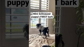 Cute Mini Schnauzer Puppy’s FIRST Bark 3 Months Old😍🐶 [upl. by Gere]