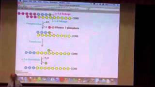 Glycogen Metabolism I [upl. by Lleder471]