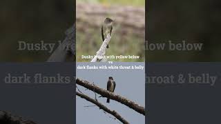 Bird Breakdown  Olivesided Flycatcher Vs Western WoodPewee birding birds birdinggame [upl. by Amo]