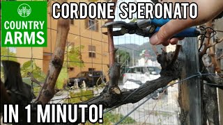 Potatura della vite il Cordone Speronato [upl. by Eenar535]