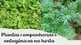 Plantas companheiras e antagônicas na horta [upl. by Alexi]