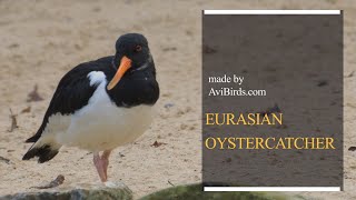 Eurasian Oystercatcher  Common Pied  Palaearctic Oystercatcher Haematopus Ostralegus [upl. by Einotna]