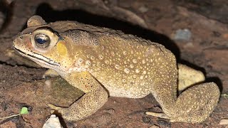 Amazing Frog eating giant worms  BullFrog eat worms for Food [upl. by Bullion]