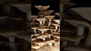 Pioppino Mushroom Growth Time Lapse [upl. by Dachia324]