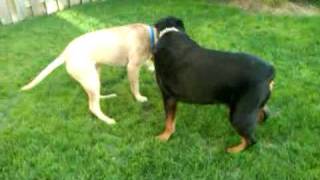 Rottweiler Vs Bullmastiff [upl. by Emersen]