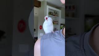 Funniest Parrot Moments Synced to Viral Music birds funny pets parrot [upl. by Paulson]