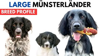 Large Munsterlander Breed Profile History  Price  Traits  Large Münsterländer Grooming Needs [upl. by Yerffoj934]