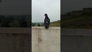 Kabootar ka joda bana diya🥰🥰 pigeon short video pets mini vlogs betta fish [upl. by Atahs]