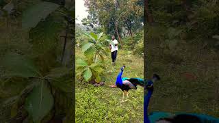 Beautiful peacock catching 🦚youtube viralvideo shortsfeed birds trendingshorts shortvideo yt [upl. by Esmaria930]