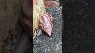 GIANT SNAIL IN MY FLOWER GARDEN shorts shortsviral snails nature animals flowers garden [upl. by Mastic452]