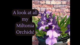 A look at all my Miltonia Orchids D [upl. by Sculley]