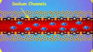 4 Axon Membrane Potential [upl. by Pierette]