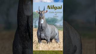 Nilgai  stateanimal nilgai delhi wildlife wildlifeconservation youtubeshorts [upl. by Aihsekal52]