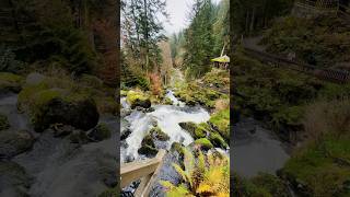 Triberg Waterfall In autumn 🍂 shorts blackforest indiansingermany vlog travel halloween [upl. by Bibah]