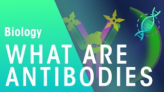 What are Antibodies  Health  Biology  FuseSchool [upl. by Nytsud]