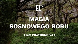 Magia sosnowego boru Magic of the pine tree forest [upl. by Nnyledam]