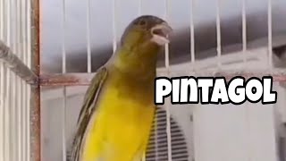 PINTAGOL CANTANDO QUE MELODIA LINDA [upl. by Yellas]