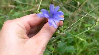 Chicory in the wild [upl. by Braynard]