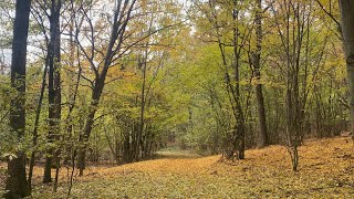 Waldspaziergang im herbstlichen Weinviertel Mistelbach 🍃🍂 [upl. by Eciralc]