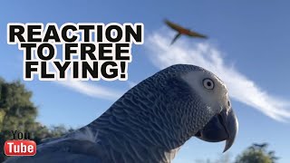 My AFRICAN GREY Parrot First Reaction To SEEING Free Flying [upl. by Chipman425]