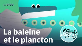 La baleine et le plancton crottes à la rescousse  Les superpouvoirs du vivant [upl. by Tara300]