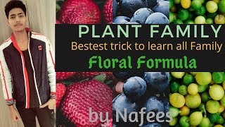 Tricks to learn Plant Family and its floral formula Morphology of flowering plant [upl. by Walt]