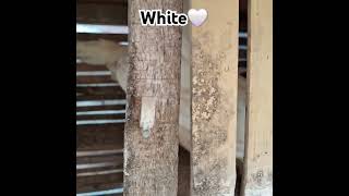 White🤍 ⚡️ bantu like comment and subscribe maksii suhu🙏 [upl. by Jonie]