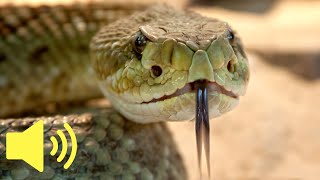 What does a Rattlesnake sound like Snake Sounds  Animal Sounds [upl. by Allak]