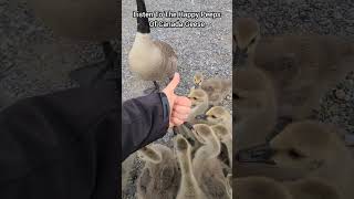 The Most Happy Canada Geese Sounds Youll Ever Hear [upl. by Deonne209]