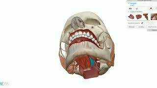 anatomie de la cavité buccale [upl. by Neufer]