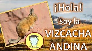 HOLA SOY LA VIZCACHA ANDINA [upl. by Rory]